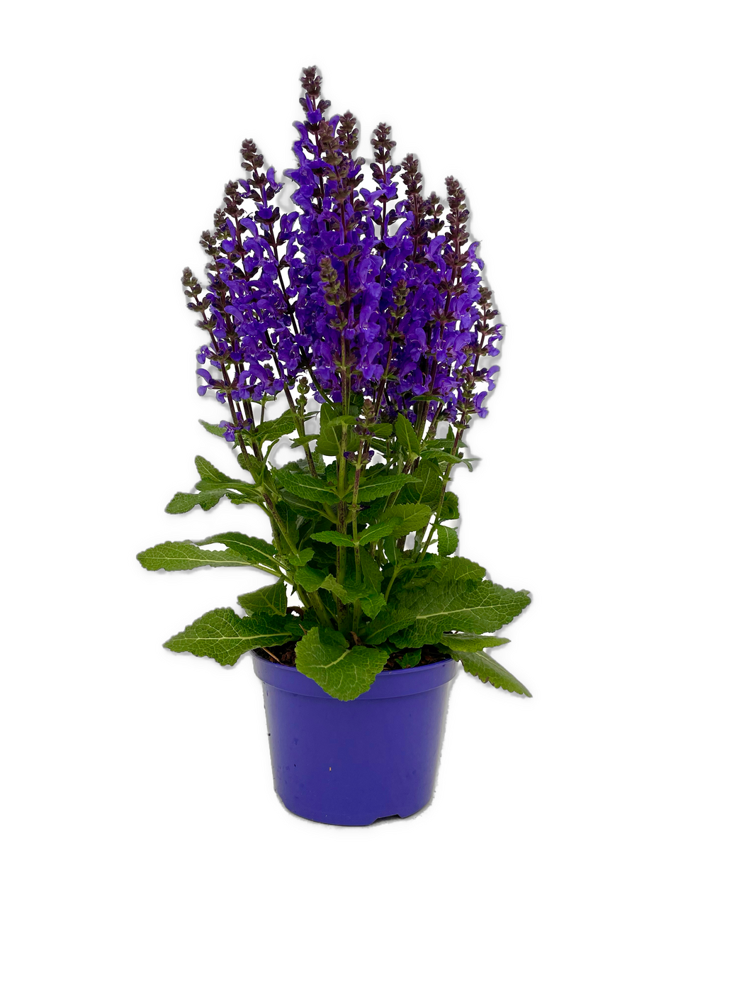 Perennial - Salvia nemorosa 'Nobel Knight Sage' (5 Inch) Product vendor