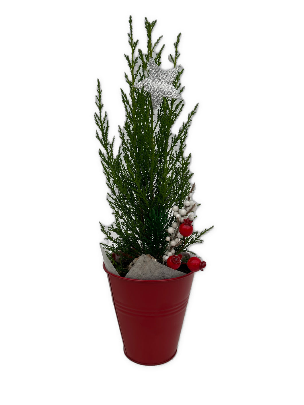 Christmas - Green Cypress (5 Inch Tin)