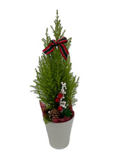 Load image into Gallery viewer, Christmas - Golden Euro Cypress (5 Inch Tin)
