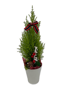 Christmas - Golden Euro Cypress (5 Inch Tin)