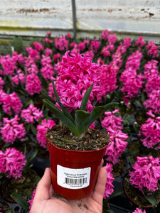 Annual - Hyacinthus Orientalis 'Anne Marie' (4 Inch Round) Product vendor