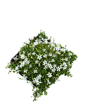 Load image into Gallery viewer, Ground Cover - Isotoma fluviatilis ‘White Star Creeper’ (4 Inch)
