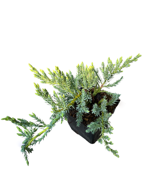 Shrub - Juniperus squamata 'Blue Carpet Juniper' (4 Inch)