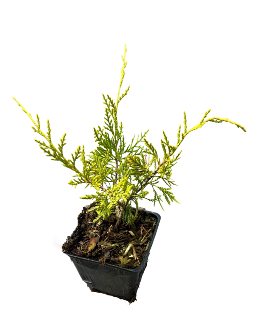 Shrub - Juniperus chinensis 'Old Gold Juniper' (4 Inch)