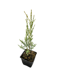 Shrub - Juniperus virginiana 'Skyrocket Juniper' (4 Inch)