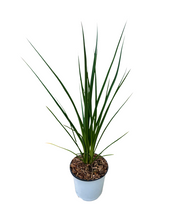 Load image into Gallery viewer, Perennial - Kniphofia uvaria &#39;Echo Mango&#39; (2 Gallon) Product vendor
