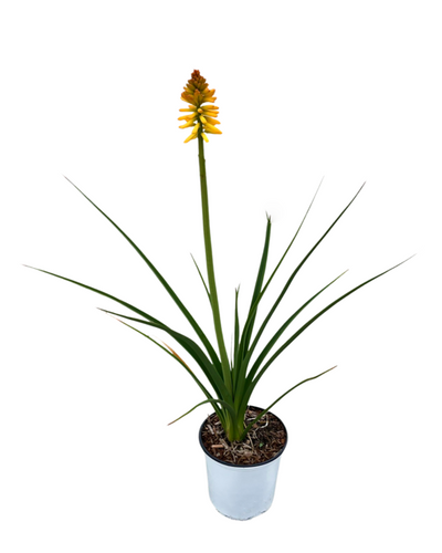 Perennial - Kniphofia uvaria 'Echo Mango' (2 Gallon) Product vendor
