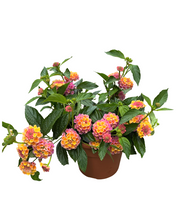 Load image into Gallery viewer, Annual - Lantana &#39;Lucky Pink&#39; (6 Inch Terracotta) Product vendor
