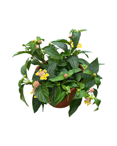 Annual - Lantana 'Lucky Pink' (6 Inch Terracotta) Product vendor