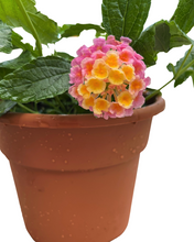 Load image into Gallery viewer, Annual - Lantana &#39;Lucky Pink&#39; (6 Inch Terracotta) Product vendor
