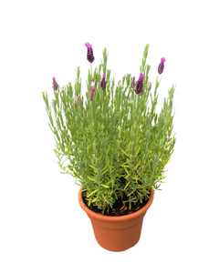 Ornamental Herb - Lavandula stoechas 'Anouk Lavender' (6 Inch Terracotta)