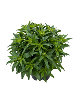 Perennial - Leucanthemum x superbum 'Snowcap' (2 Gallon)