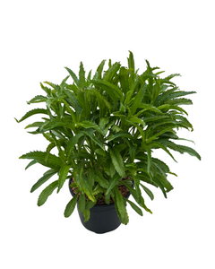 Perennial - Leucanthemum x superbum 'Snowdrift' (2 Gallon)