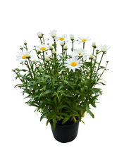 Load image into Gallery viewer, Perennial - Leucanthemum x superbum &#39;Snowdrift&#39; (2 Gallon)
