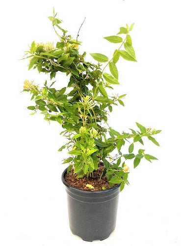 Shrub - Lonicera hybrid 'Candy Swirl Honeysuckle' (1 Gallon) Product vendor