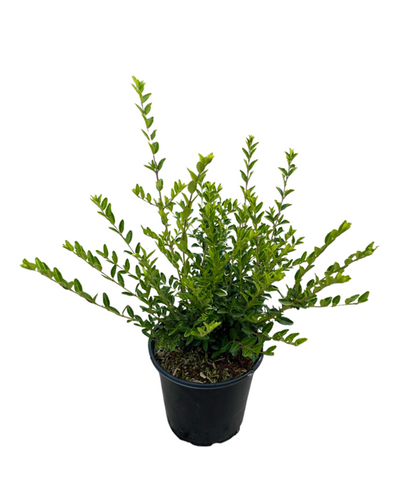 Shrub - Lonicera pileata 'May Green Honeysuckle' (1 Gallon) Product vendor