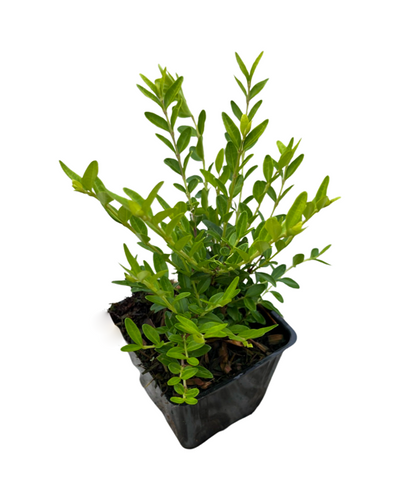 Shrub - Lonicera pileata 'May Green Honeysuckle' (4 Inch) Product vendor