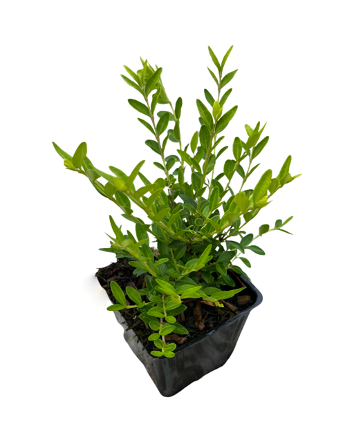 Shrub - Lonicera pileata 'May Green Honeysuckle' (4 Inch) Product vendor