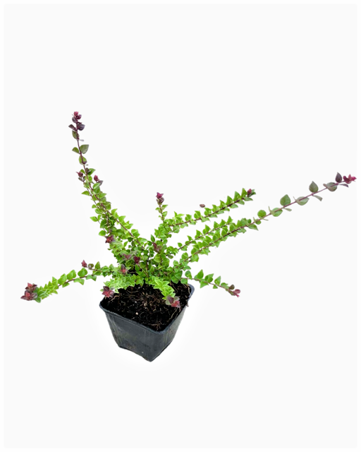 Shrub - Lonicera nitida 'Red Tips Honeysuckle' (1 Gallon)  Curbside Nursery