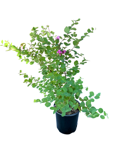Shrub - Symphoricarpos doorenbosii 'Marleen Pink Snowberry' (4 Inch) Product vendor