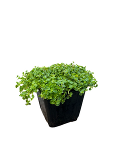 Perennial - Mentha requienii 'Corsican Mint' (4 Inch)