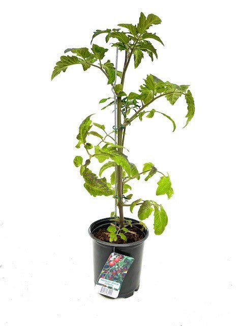 Fruit - Solanum lycopersicum 'Midnight Snack Tomato' (1 Gallon) Product vendor