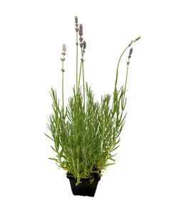 Ornamental Herb - Lavandula angustifolia 'Munstead Lavender' (4 Inch)