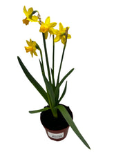 Load image into Gallery viewer, Narcissus Cyclamineus &#39;Tete a Tete Daffodil&#39; Product vendor
