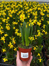 Load image into Gallery viewer, Narcissus Cyclamineus &#39;Tete a Tete Daffodil&#39; Product vendor
