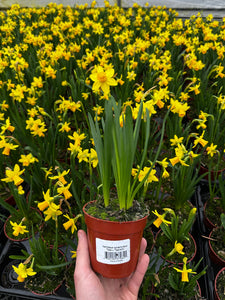 Narcissus Cyclamineus 'Tete a Tete Daffodil' Product vendor