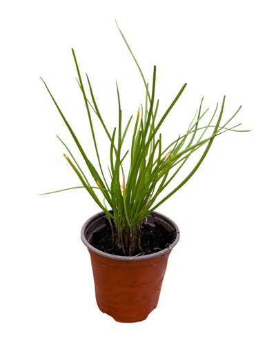 Herb - Allium schoenoprasum 'Onion Chives' (3.5 Inch) Product vendor
