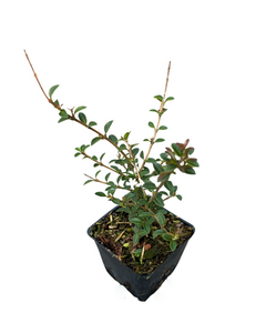 Shrub - Osmanthus delavayi 'Delavay osmanthus' (1 Gallon)