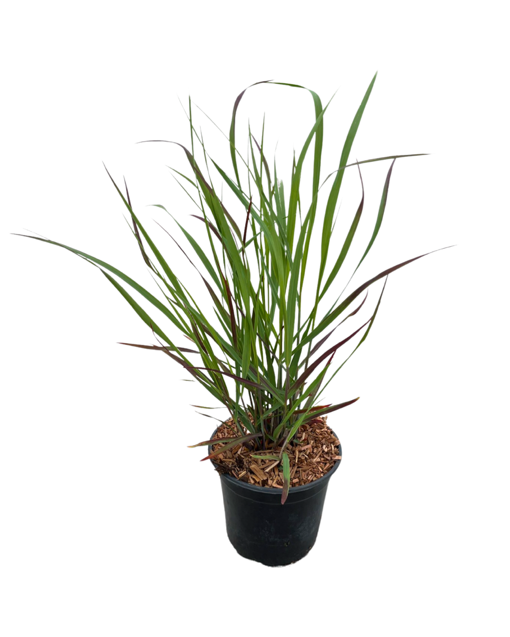 Grass - Panicum virgatum 'Prairie Flame' (1 Gallon)