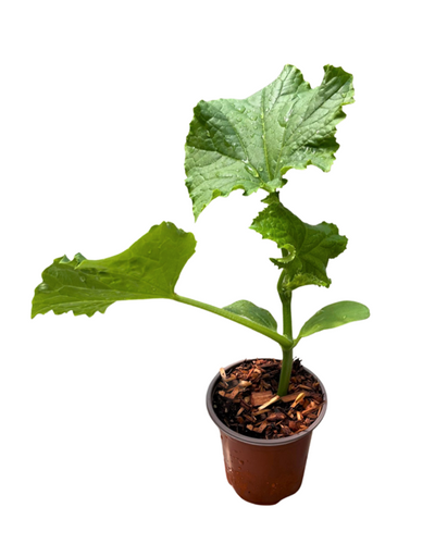 Vegetable - Cucumis sativus 'Short Patio Snacker Cucumber' (3.5 Inch) Product vendor