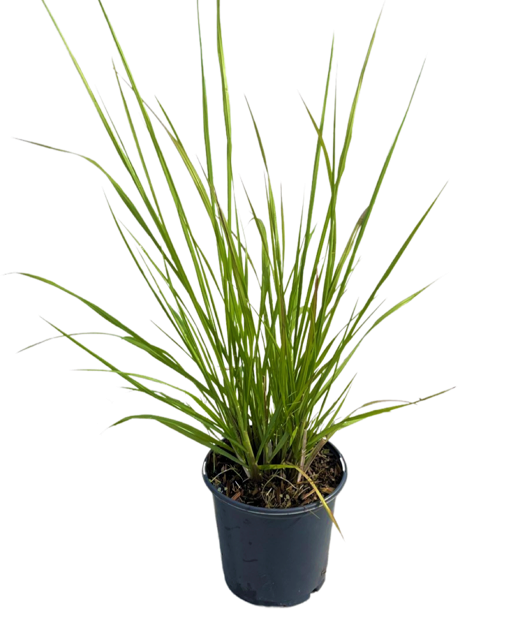 Grass - Pennisetum alopecuroides 'Red Head' (1 Gallon)