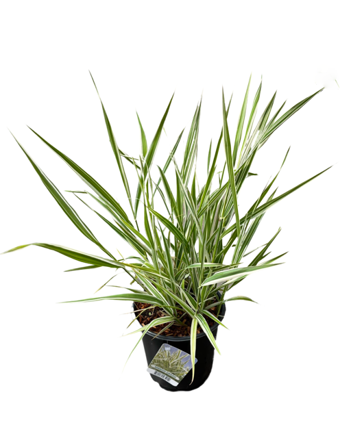 Grass - Phalaris arundincea 'Ribbon Grass' (4 Inch)