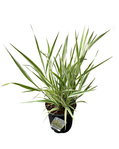 Grass - Phalaris arundincea 'Ribbon Grass' (1 Gallon)
