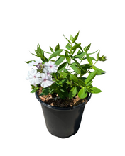 Load image into Gallery viewer, Perennial - Phlox paniculata &#39;Ka-Pow White&#39; (1 Gallon)
