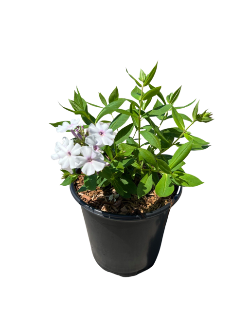 Perennial - Phlox paniculata 'Ka-Pow White' (1 Gallon)