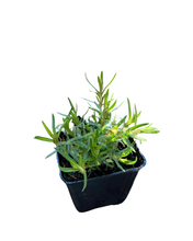 Load image into Gallery viewer, Perennial - Phlox subulata &#39;Autropurpurea Phlox&#39; (4 Inch)
