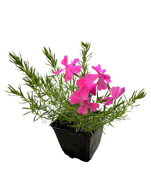 Perennial - Phlox subulata 'Autropurpurea Phlox' (4 Inch)