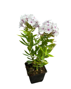 Perennial - Phlox paniculata 'Ka-Pow White' (4 Inch)