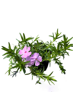 Perennial - Phlox subulata 'Trot Pink' (4 Inch)