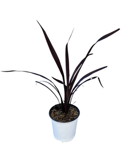Grass - Phormium tenax 'Black New Zealand Flax' (1 Gallon White Pot)
