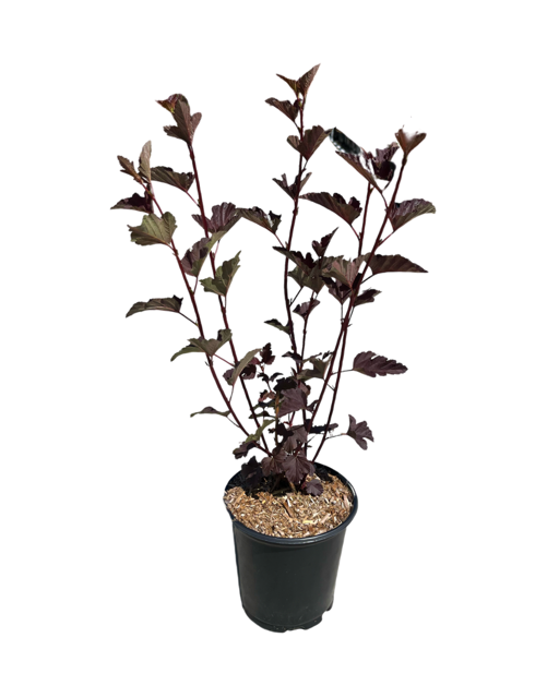 Shrub - Physocarpus opulifolius 'Ninebark Monlo' (1 Gallon)