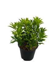 Load image into Gallery viewer, Shrub - Pieris japonica &#39;Cupido&#39; (4 Inch)
