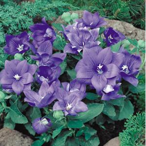 Perennial - Platycodon grandiflora 'Astra Semi-Double Blue Balloon' (1 Gallon)