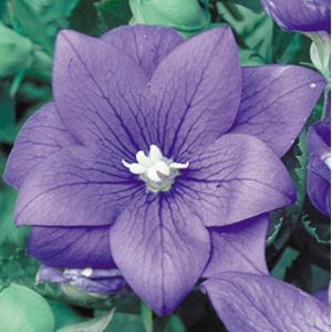 Perennial - Platycodon grandiflora 'Astra Semi-Double Blue Balloon' (1 Gallon) Product vendor