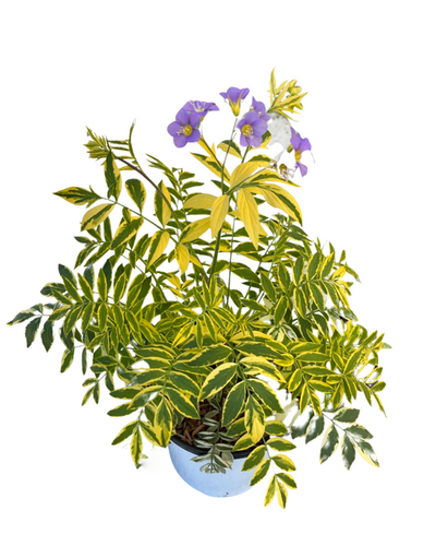 Perennial - Polemonium pulcherrimum 'Golden Feathers' (1 Gallon White Pot) Product vendor