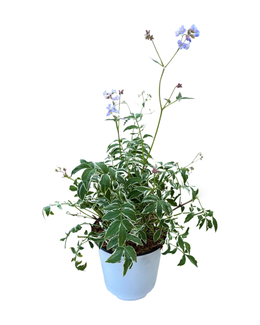 Perennial - Polemonium reptans 'Touch of Class' (1 Gallon White Pot)